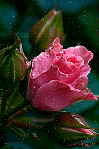 Gifs De Rosas En Movimiento Con Lluvia